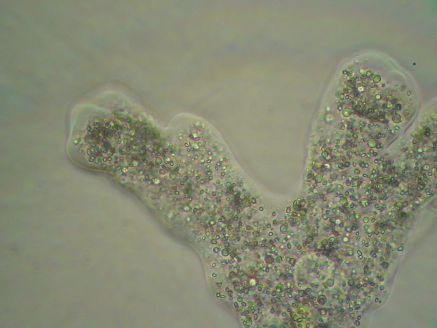 Osservazione microscopica dall’archivio di ricerca