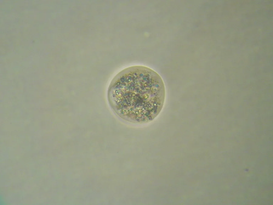 Cellula osservata al microscopio