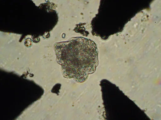 Campione biologico osservato al microscopio